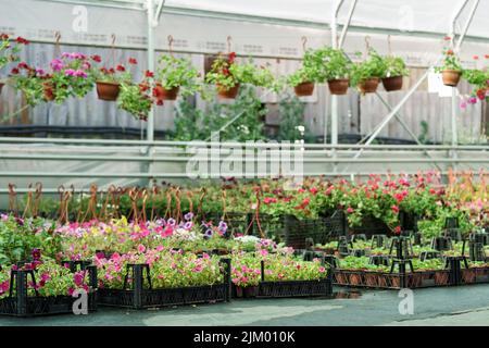 Giardino vivaio con grande assortimento di piante ornamentali fiorite in vasi e scatole di plastica Foto Stock