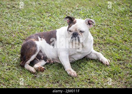 Un primo piano di un bel bulldog francese bianco e nero all'aperto Foto Stock