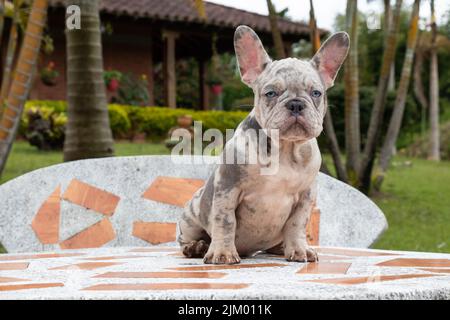 Un primo piano di un bel bulldog francese bianco e nero all'aperto Foto Stock