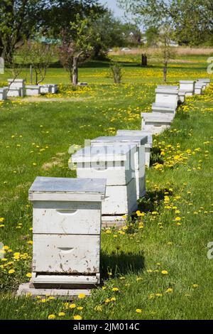 Alveari produttori di miele presso l'azienda agricola apiaria in primavera. Foto Stock