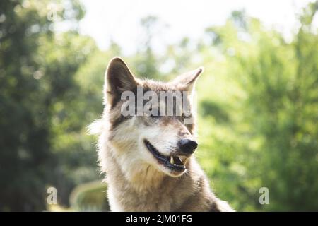 Un primo piano poco profondo di adorabile lupo Foto Stock