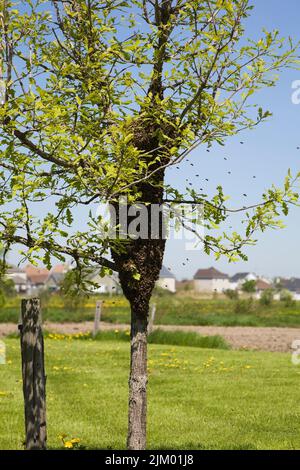 Uno sciame di api da miele raccolto sul tronco dell'albero vicino al quartiere residenziale in primavera. Foto Stock