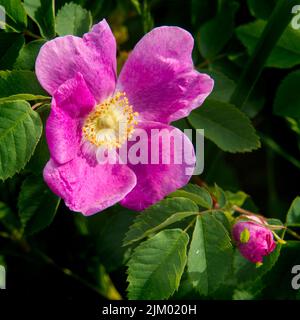 Bella rosa brillante e rosa gemma selvaggio contro le sue foglie verde scuro. Foto Stock
