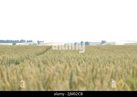 Un bel colpo di un campo di spighe di grano in campagna contro il cielo limpido Foto Stock