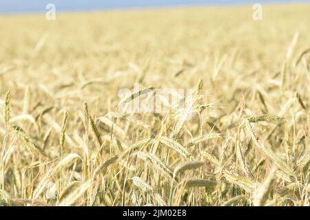 Un campo di spighe di grano in campagna in una giornata di sole Foto Stock