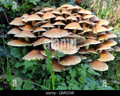 Un primo piano di funghi che crescono sul terreno Foto Stock