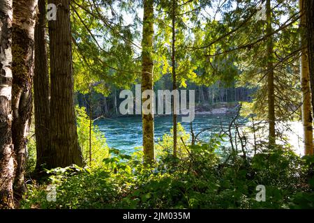 luminoso fiume illuminato che scorre da dietro alberi verdi alla luce del sole Foto Stock