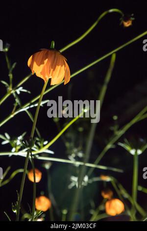 Una foto dal basso verso l'alto di una pianta di fiori di notte. Il fiore appare molto bello nella luce notturna. Foto Stock