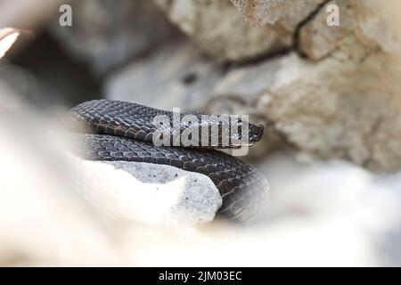 Primo piano di una vipera asp nera nelle Alpi svizzere Foto Stock