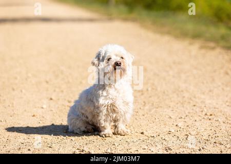 Coton de Tulear cane seduto all'aperto al sole Foto Stock