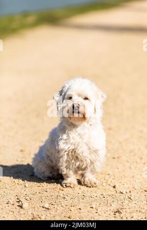 Coton de Tulear cane seduto all'aperto al sole Foto Stock