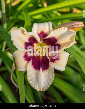 'Piano Man' Daylily, Daglilja (Hemerocallis) Foto Stock