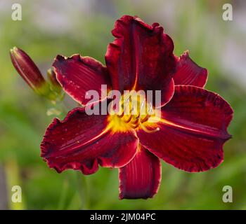 'Chicago Blackout' Daylily, Daglilja (Hemerocallis) Foto Stock