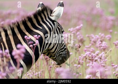 Primo piano di una zebra di Burchell che cammina in un campo di fiori viola Verbena bonariensis Foto Stock