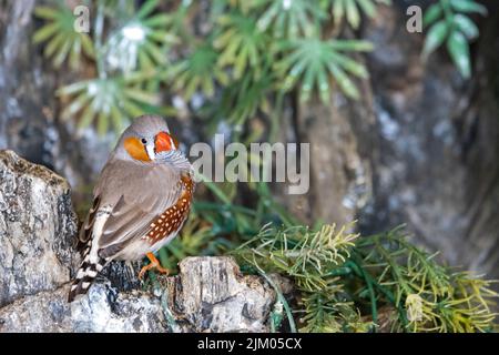 Un primo piano di una zebra finch nella foresta tropicale Foto Stock