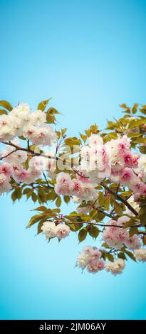 bea fiorisce con cielo blu Foto Stock
