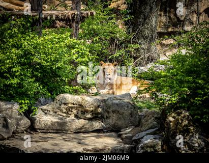 Un leone africano femminile che guarda la macchina fotografica nello zoo di St. Louis seduto su Rocks Foto Stock