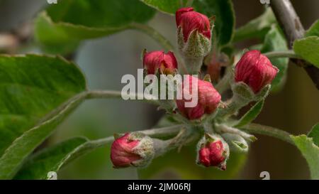 Un primo piano di boccioli di fiori rosa freschi fioriscono su un albero di mela in primavera Foto Stock