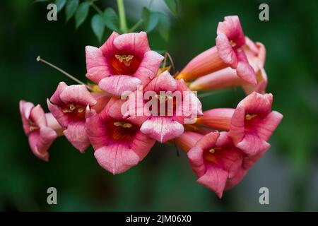 Un primo piano di fiori di vite rosa tromba cinese fiorente Foto Stock