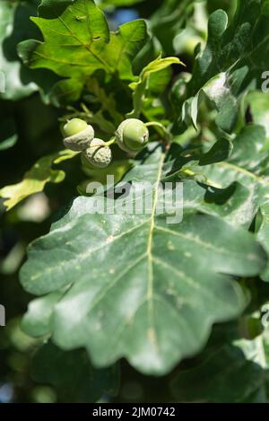 Foglie di quercia verde con ghiande giovani, primo piano. Concetto di potenza e longevità. Foto Stock