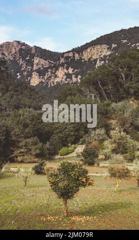 Un colpo verticale di un albero di mandarino (Citrus reticulata) con frutti che cadono a terra con montagne sullo sfondo Foto Stock