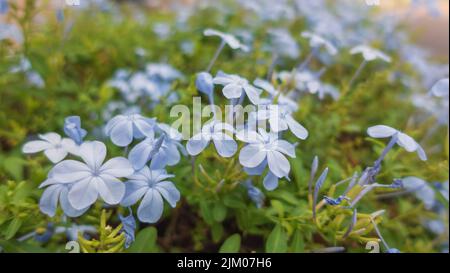 Un primo piano di fiori di Leadworts blu fiorente Foto Stock