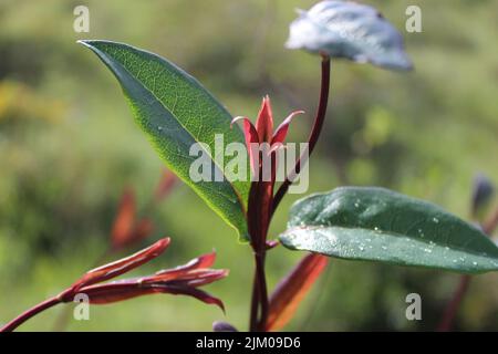 Un primo piano di un dogwood siberiano sullo sfondo sfocato Foto Stock