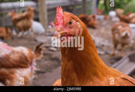 Primo piano testa cortile guardando davanti Red cockerel Rhode Island pollo arrosto Foto Stock