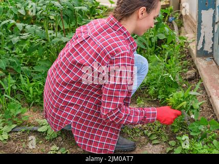 donne giardiniere famiglia guanti di lavoro serra tirando fuori erbacce verdi cattive Foto Stock