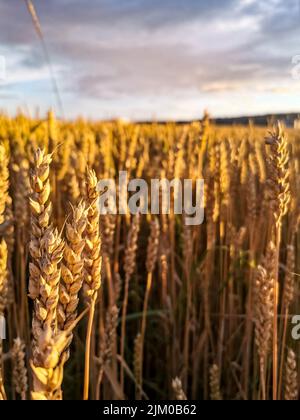 Il grano Khorasan o grano orientale, commercialmente noto come Kamut, è una specie di grano tetraploide. Foto Stock