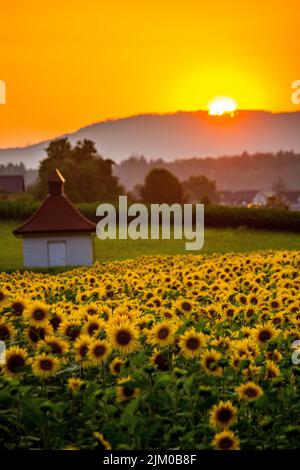 Lo scatto verticale di un campo di girasole al tramonto con sfondo montagnoso Foto Stock