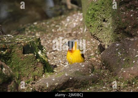 Una vista panoramica di un tessitore dalla testa nera arroccato su una roccia nel Parco Willy-Dohmen Foto Stock