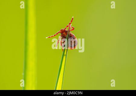 un segno di spunta si siede su una lama di erba Foto Stock