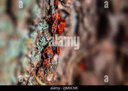 gli insetti del fuoco siedono sulla corteccia di un albero Foto Stock