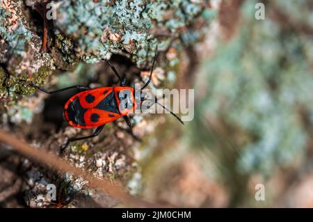 un bug di fuoco si siede sulla corteccia di un albero Foto Stock