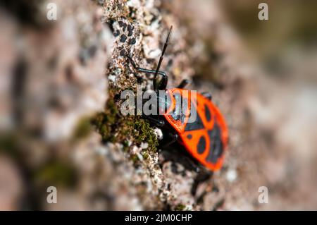 un bug di fuoco si siede sulla corteccia di un albero Foto Stock