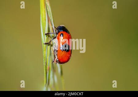 un coleottero di sacco di formica si siede su un fusto in un prato Foto Stock