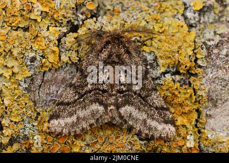 Closeup dorsale sulla falena di bellezza intrecciata, Lycia hirtaria seduta su un lichen coperto di legno, con ali aperte Foto Stock