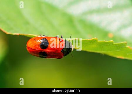 un coleottero di formica siede su una foglia di un cespuglio Foto Stock