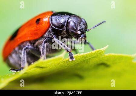 un coleottero di formica siede su una foglia di un cespuglio Foto Stock