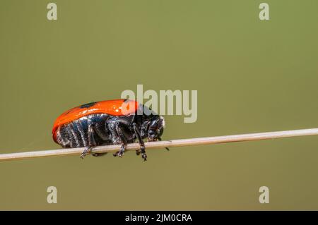 un coleottero di sacco di formica si siede su un fusto in un prato Foto Stock