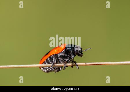 un coleottero di sacco di formica si siede su un fusto in un prato Foto Stock