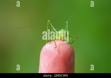 una cavalletta verde si siede su un dito e si riscalda Foto Stock