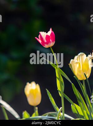 Un primo piano verticale di tulipani gialli e rossi che crescono nel giardino su uno sfondo sfocato Foto Stock