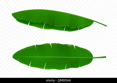 Verde brillante fronde curve di banana palma, isolato su sfondo bianco. Tema tropicale. Design grafico a colori per stampa, motivo o cartolina. D Illustrazione Vettoriale