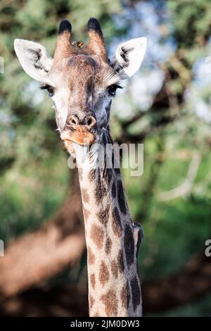 Una foto verticale di una giraffa con la lingua verso l'esterno guardando la macchina fotografica e due oxpecker con la fattura gialla seduti su di essa Foto Stock