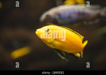 Un primo piano di un pesce giallo africano cichlid nuoto sott'acqua Foto Stock