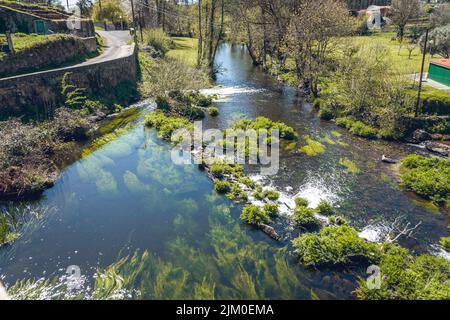 Un colpo ad angolo alto di un fiume con un sacco di alghe verdi in Galizia, Spagna Foto Stock