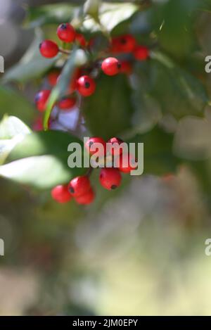 Un colpo verticale di vibranti piante mature di Ilex serrata che crescono su un albero con foglie lussureggianti intorno Foto Stock