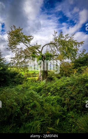 Solo Exmoor albero in piedi nel brackem su un blu soleggiato Foto Stock